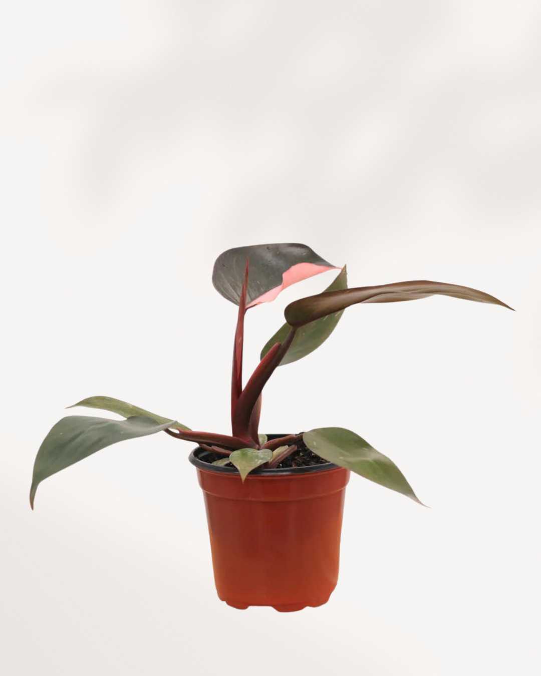 tiny pink princess philodendron in pot Philodendron Pink Princess | Perfect for any Decor Style | Mygreenscape
