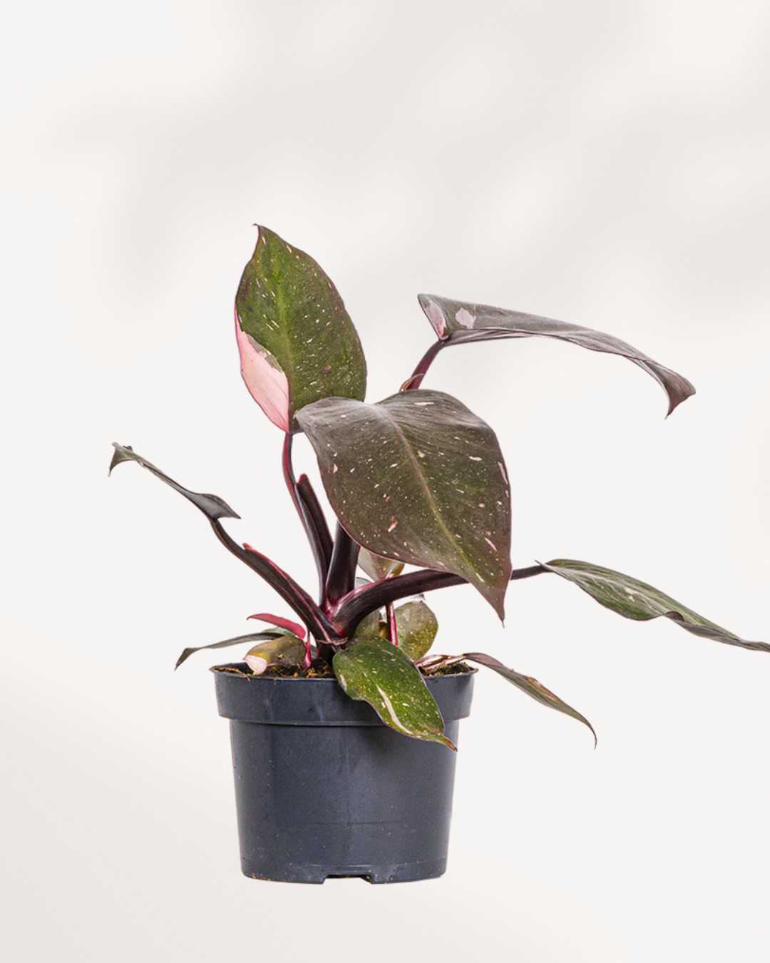 Philodendron Pink Princess - Philodendron Erubescens Pink Princess 5" Pot - Medium