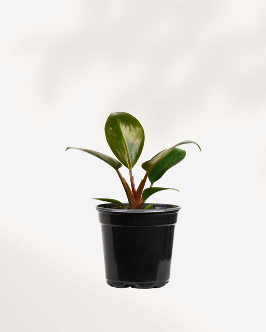 Philodendron Red Congo | Buy Online