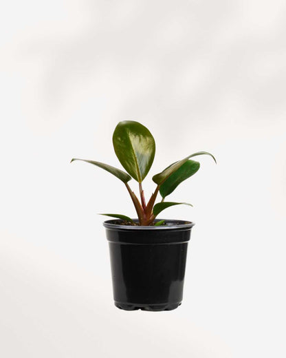 Philodendron Red Congo | Buy Online