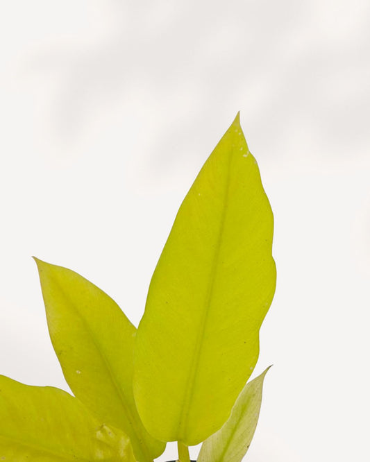 Philodendron Ring of Fire Golden