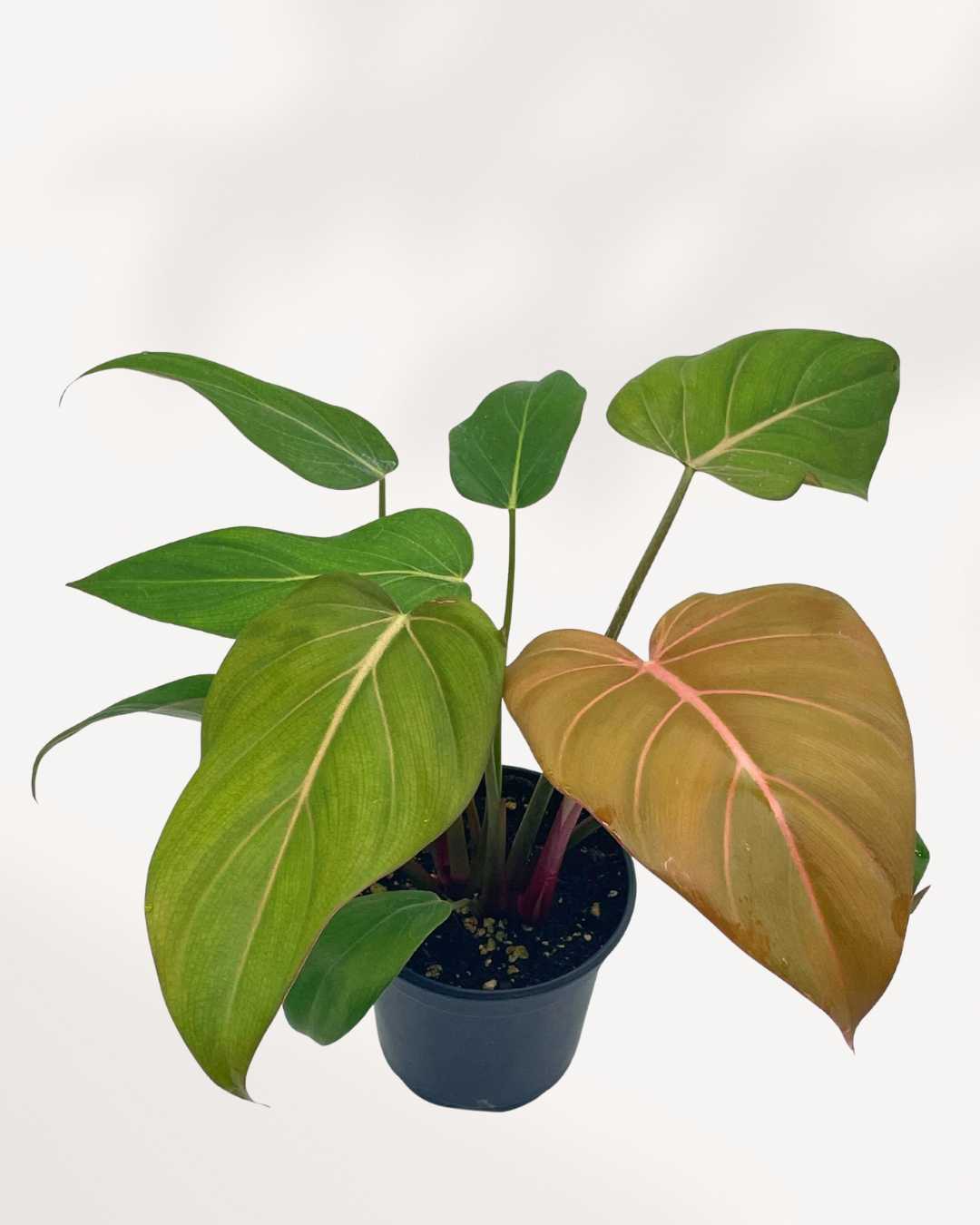 Philodendron Summer Glory