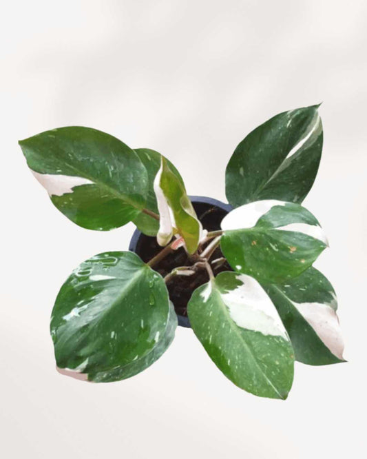 Philodendron White Knight | Buy Plant Online