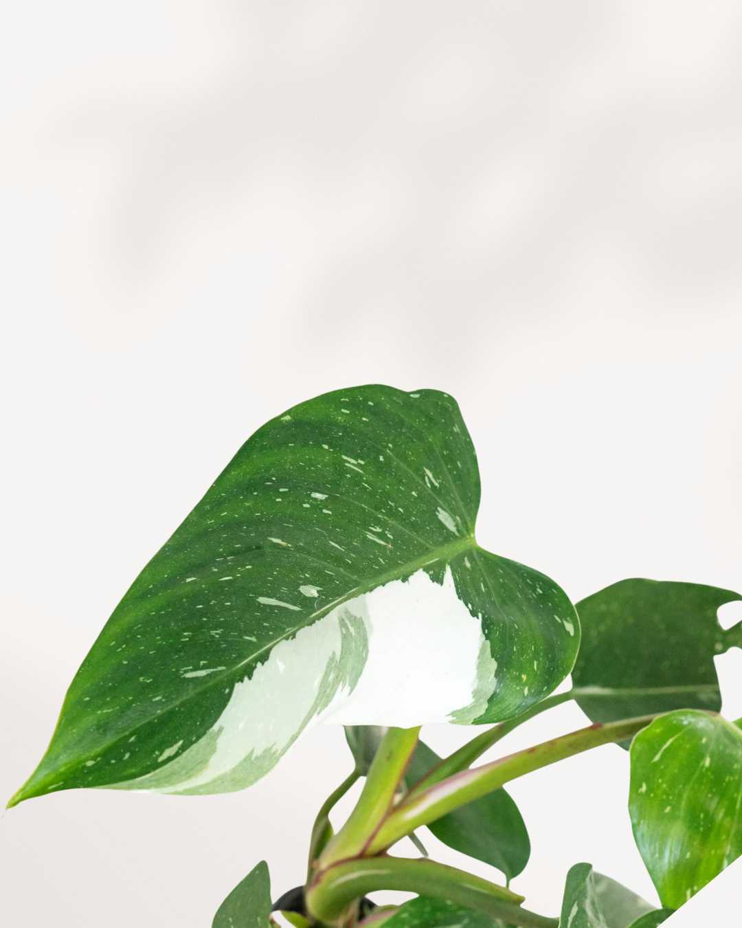 Philodendron White Princess - Philodendron Erubescens White Princess