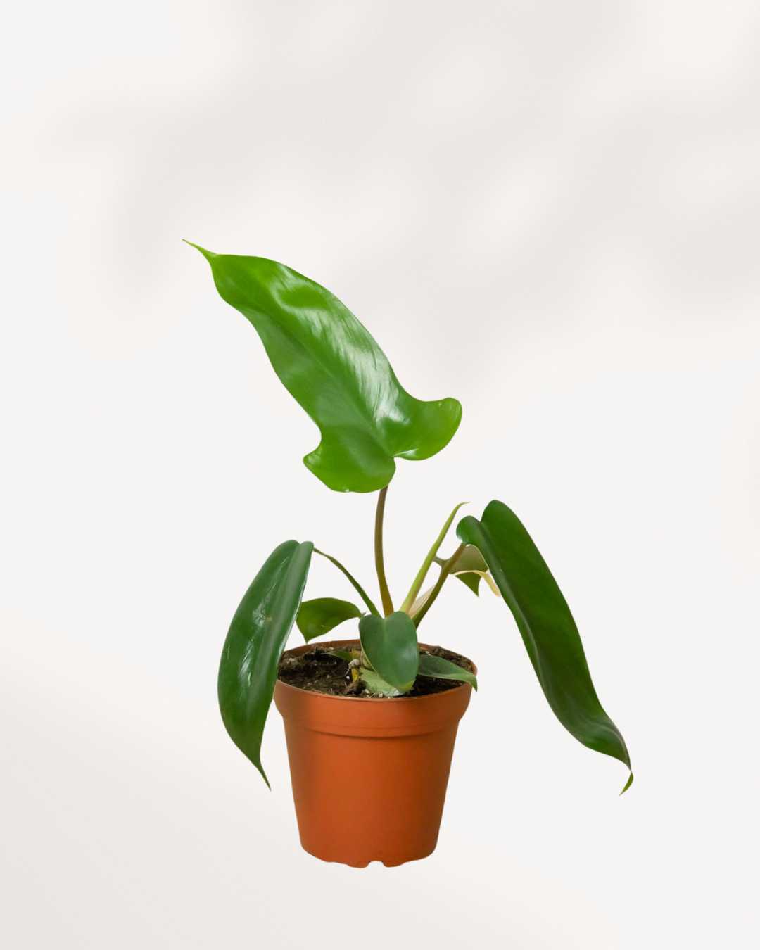 Philodendron Florida Green