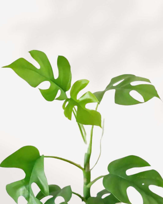 Philodendron Ginny 2.5" Pot - XSmall