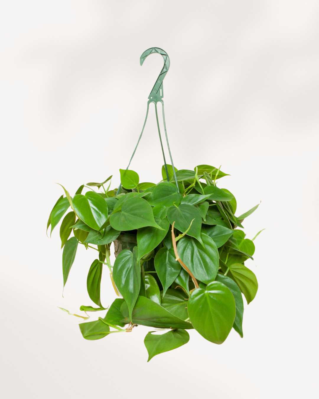 Philodendron Hederaceum Heartleaf 5" Hanging Basket