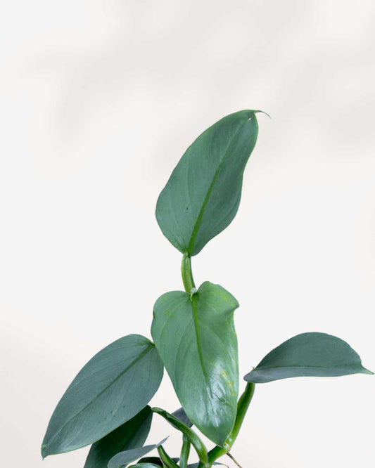 Philodendron Silver Sword 4" Pot - Small