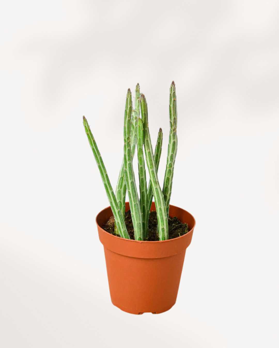 pickle succulent Pickle Cactus | Buy Online | Unique & Easy-Care Succulent | Mygreenscape