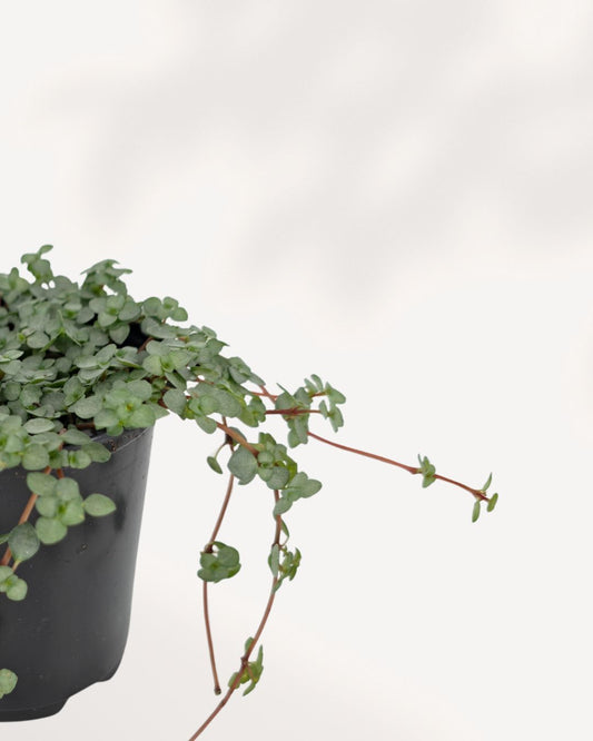 Pilea Glauca Aquamarine