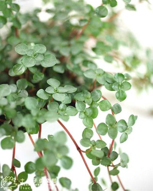 Pilea Glauca | Buy Online Pro Tip and Care Guide - Delivery from Toronto across Canada - Mygreenscape