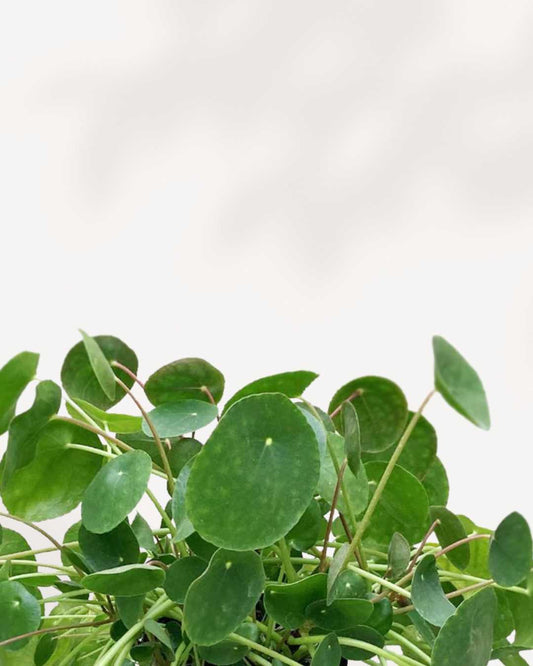 Pilea Peperomioides (Chinese Money Plant) 3.5" Pot - XSmall