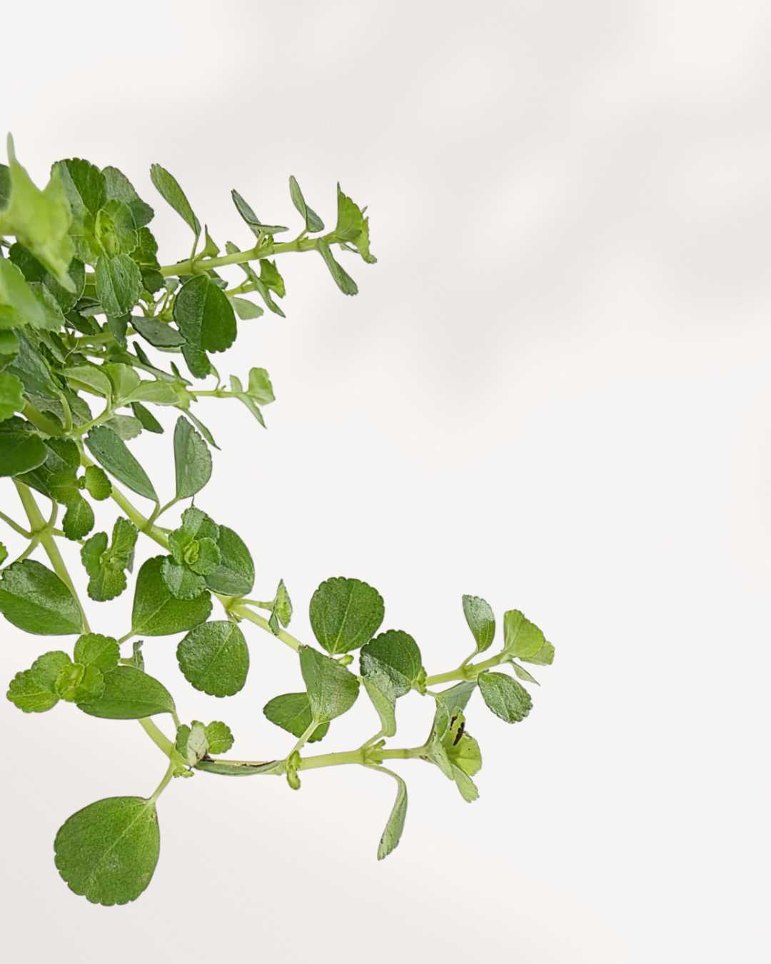 Pilea Depressa - Larmes de bébé