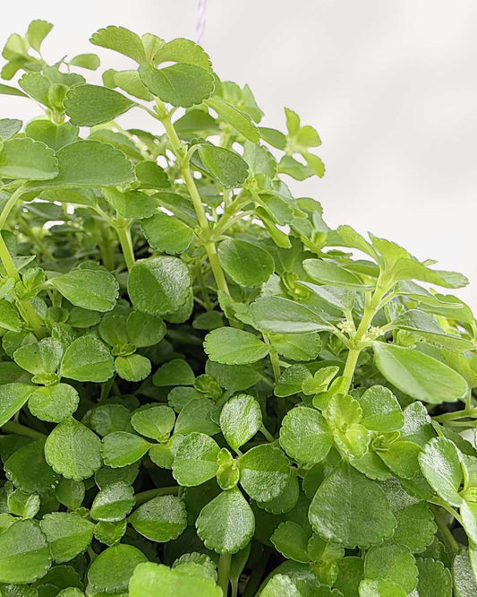 Pilea Depressa Baby Tears 3.5" - Pot Small