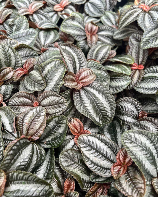 Pilea Involucrata 3.5" - Pot XSmall