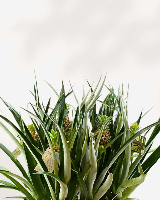 Pineapple Plant 6" Pot - Medium