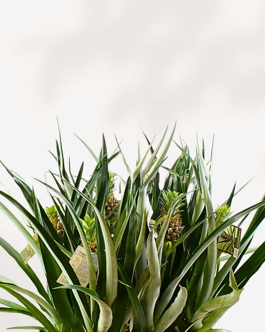 Pineapple Plant | Buy Online