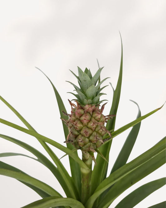 Pineapple Plant top front view, healthy ornamental pineapple houseplant with striking tropical leaves for bright indoor spaces