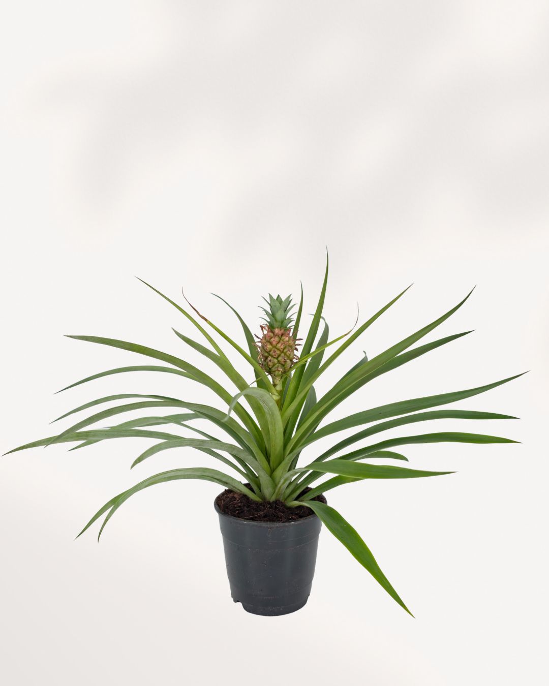 buy pineapple plant canada Pineapple Plant | Buy Online - Bring a Tropical Touch to Your Home | Mygreenscape