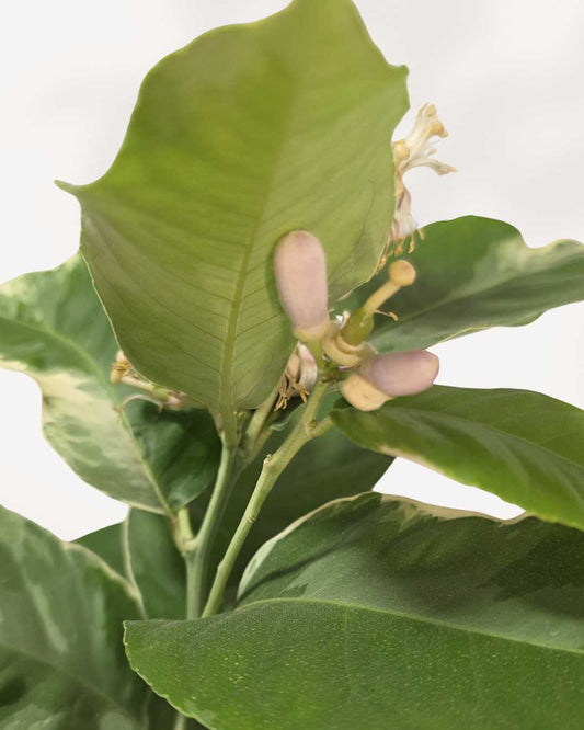 Pink Eureka Lemon 6-7” Pot - Large