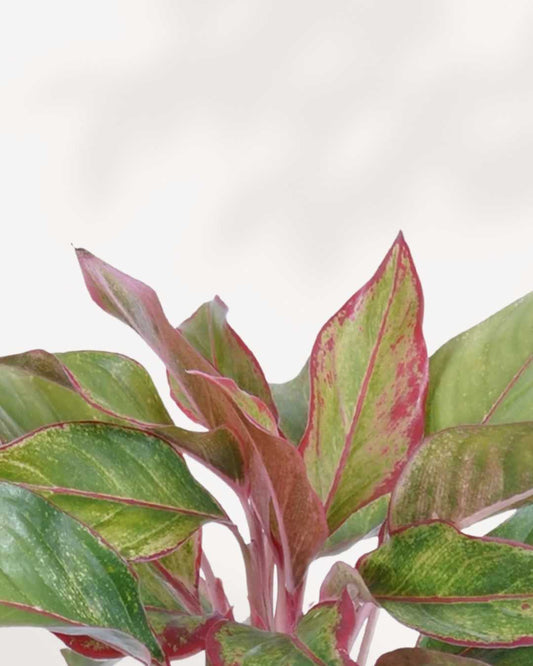 Aglaonema Pink Sapphire 6" Pot - Medium