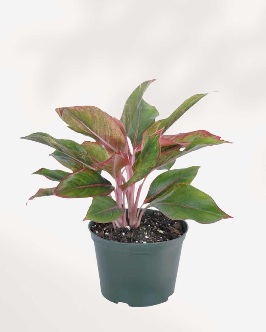 Aglaonema Pink Sapphire