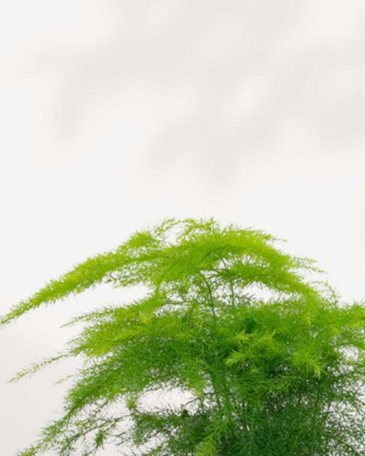 Plumosa Asparagus Fern - Asparagus setaceus 3.5" Pot - XSmall