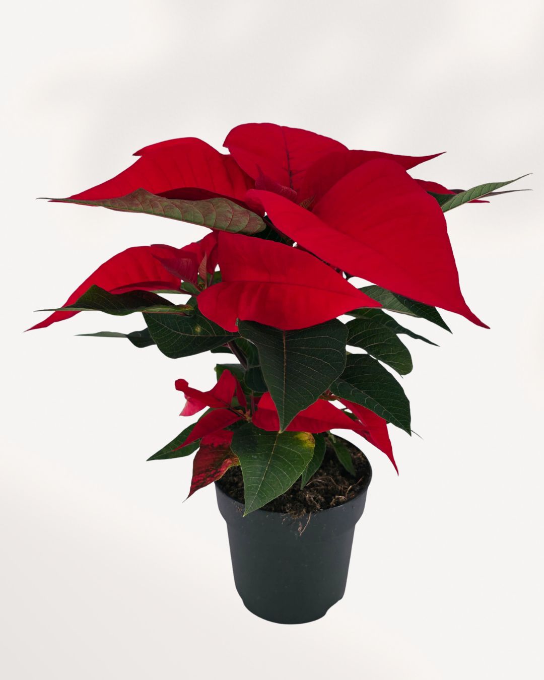 Poinsettia 5" Pot - Medium | Buy Online
