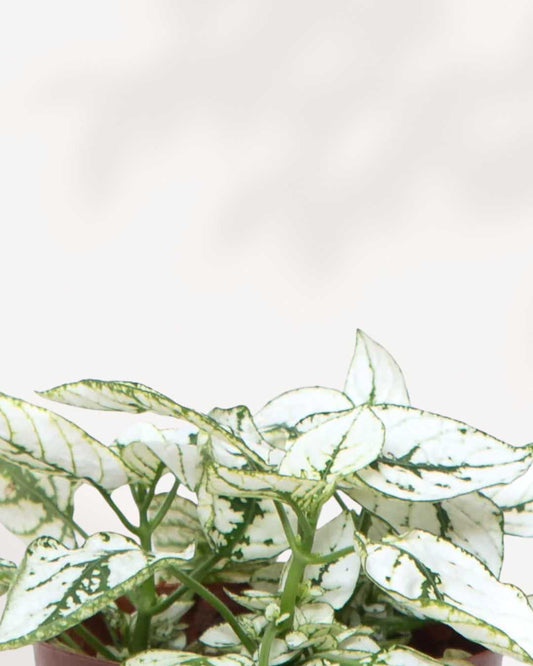 Polka Dot Plant 3.5" Pot - Small White