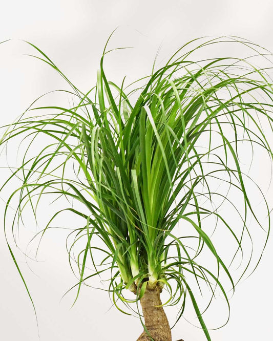 Ponytail Palm 6" Pot - Medium