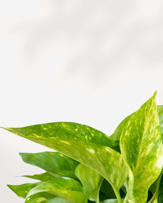 Pothos Hawaiian 4" Pot - Small