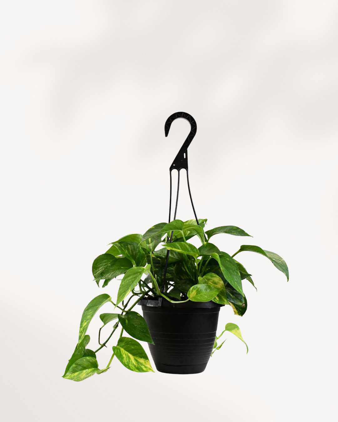 Pothos Hawaiian 6.5" Pot - Hanging Basket