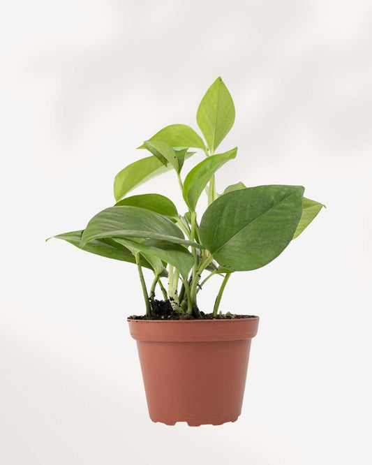 Pothos Jade | Buy Plants Online - Houseplant Delivery & Care