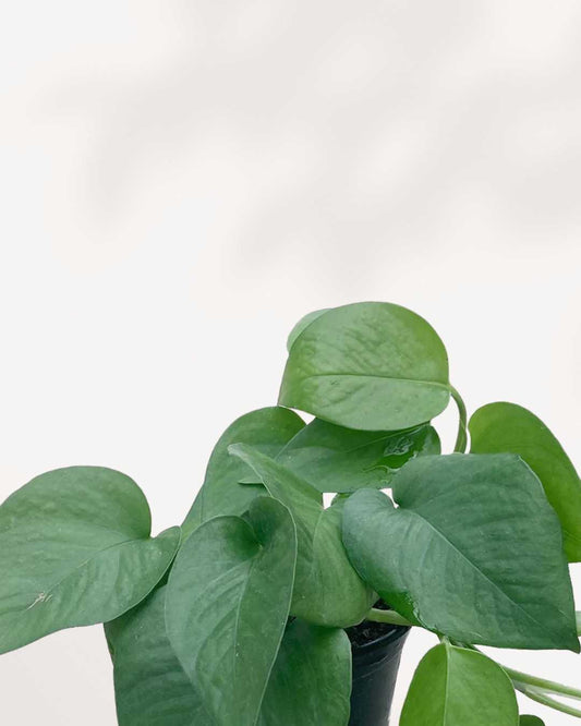 Pothos Jade in a small pot, front view of trailing deep green heart-shaped leaves