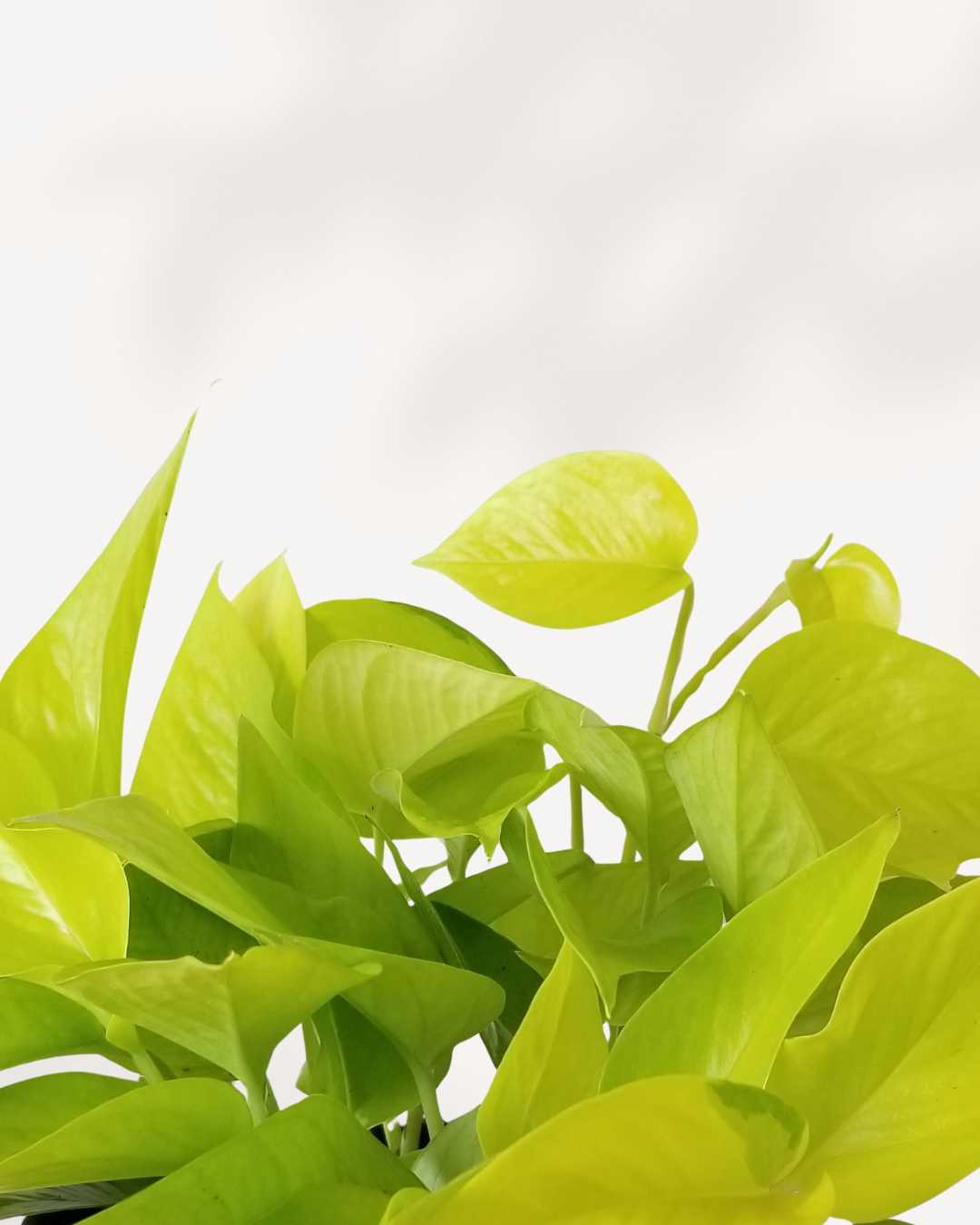 Extreme close-up on several heart-shaped leaves of the Neon Pothos, emphasizing the bright, uniform, lime-green/neon color and smooth, slightly glossy texture.