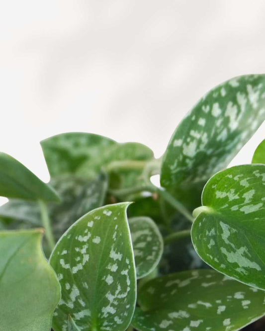 Silver Satin Pothos - Scindapsus Pictus 4" Pot - Small