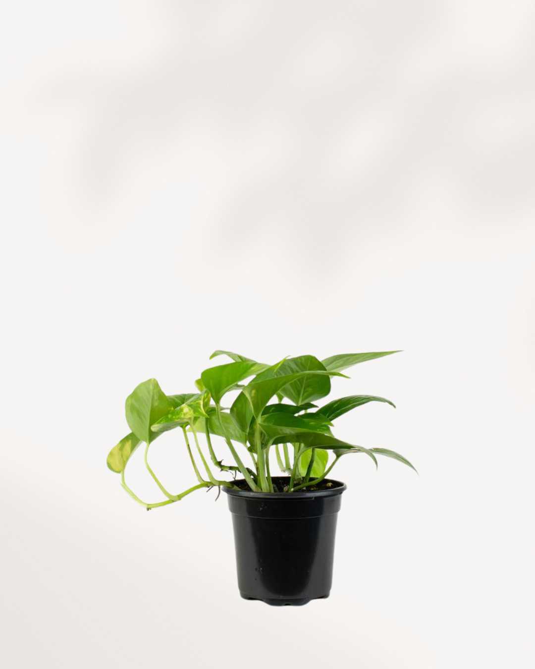 small golden pothos Pothos Golden | Buy Online – Easy-Care Indoor Plant for Homes & Offices | Mygreenscape