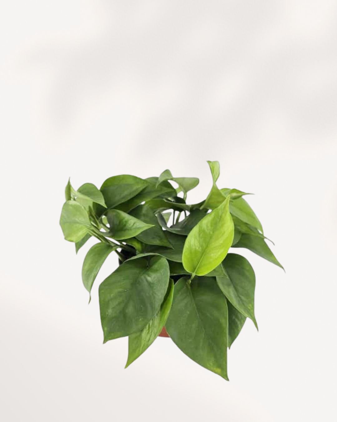 Top-down view of Pothos Jade showing dense green foliage