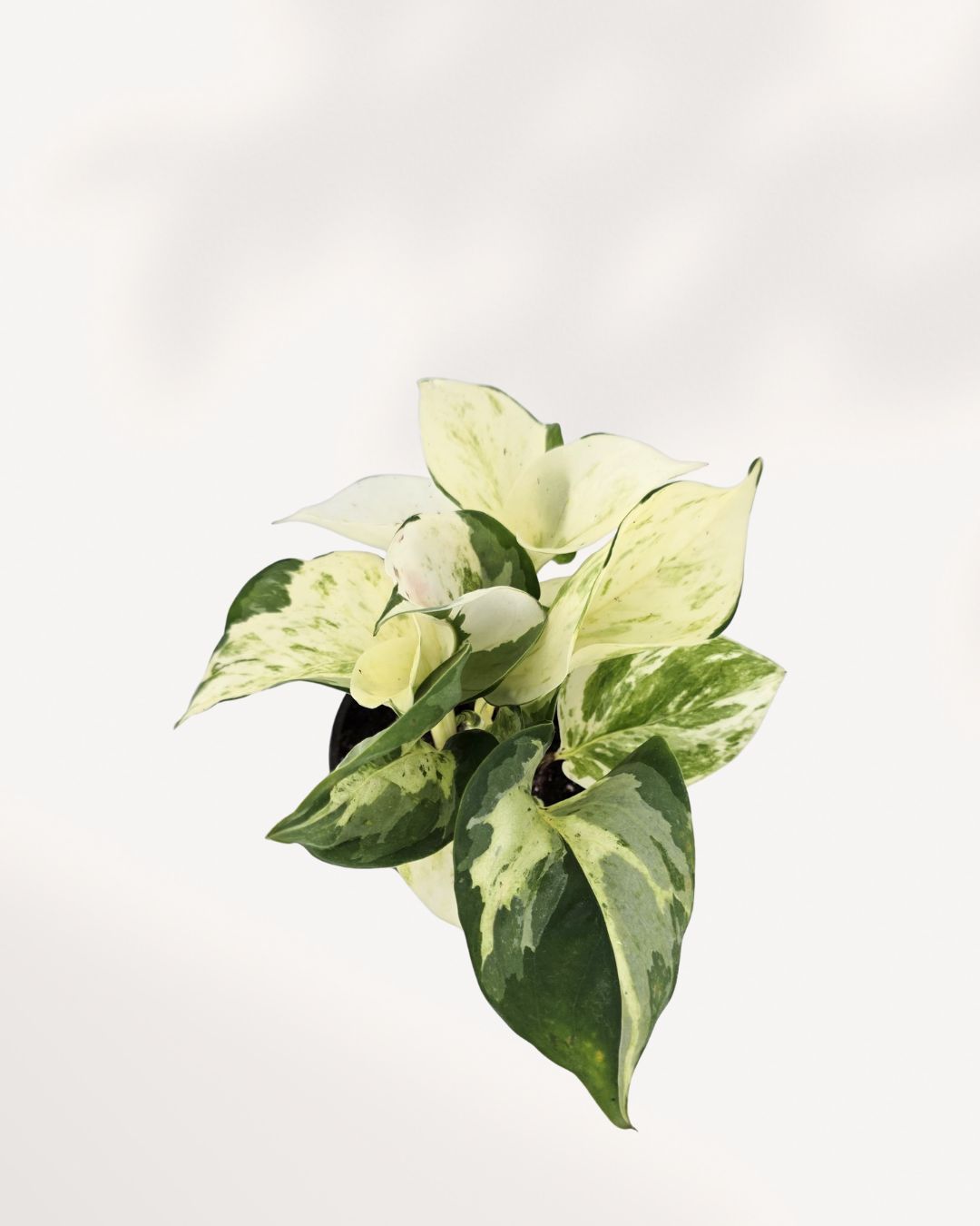 Top-down view of Pothos Manjula's creamy variegated foliage in a small pot