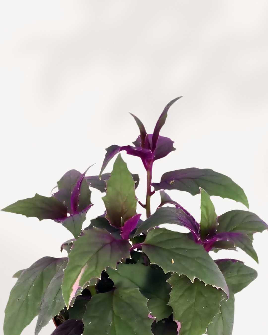 Purple Passion Plant