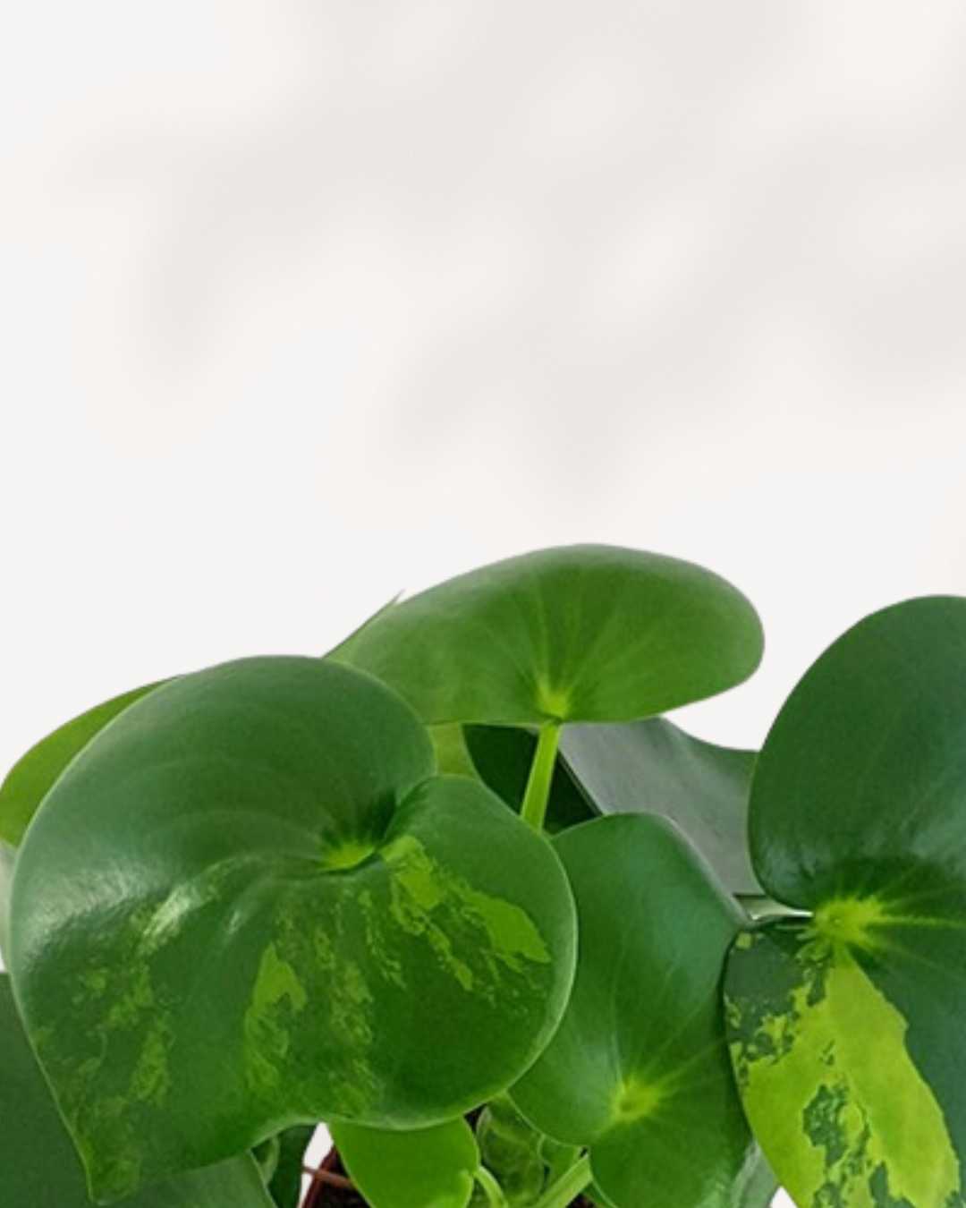 Raindrop Peperomia Variegated