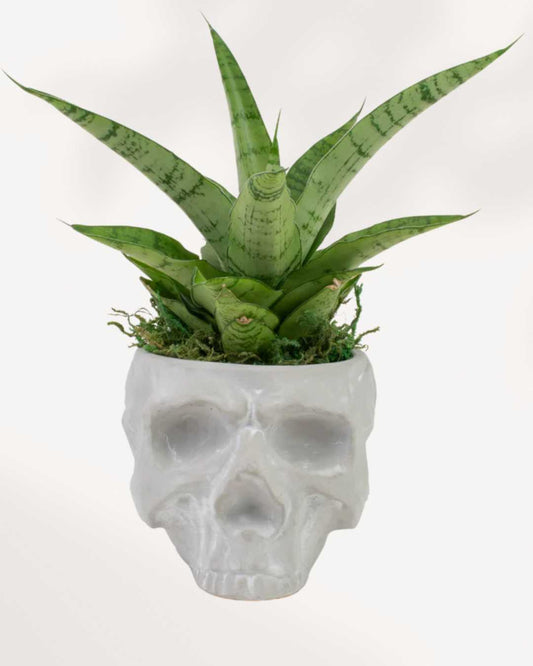 Reaper Skull Pot Medium