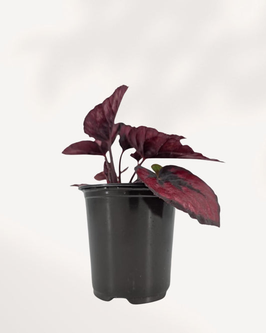Rex Begonia Red Kiss