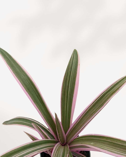 Tradescantia Spathacea 3.5" Pot - Small