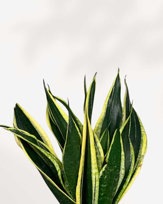Sansevieria Black Gold 5 inch pot, front view of golden-edged leaves