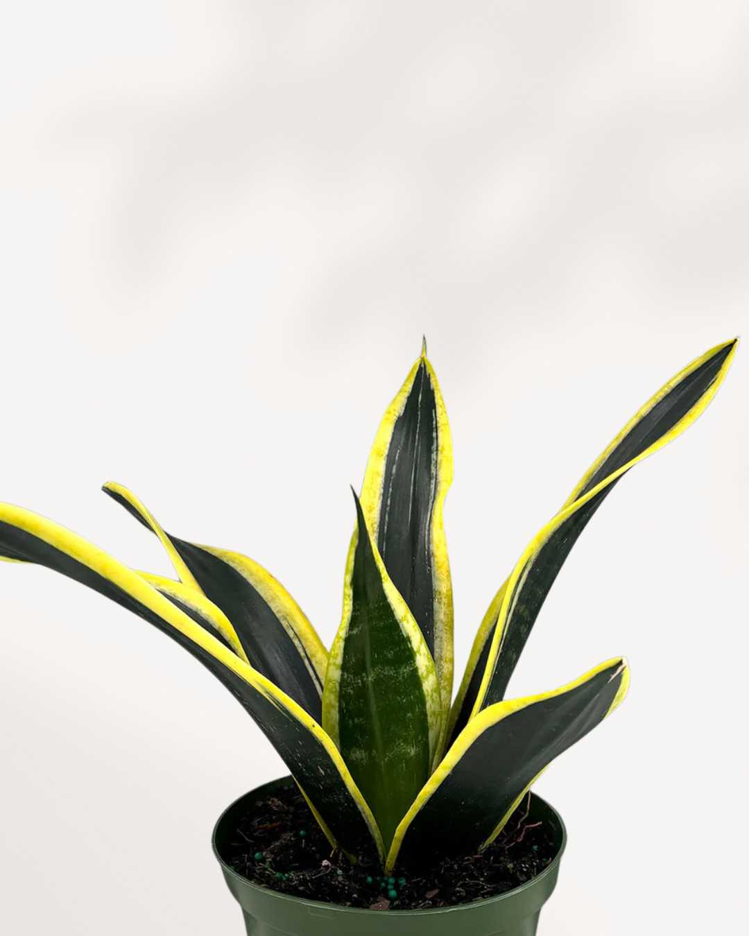 Close-up of Sansevieria Black Gold in its pot
