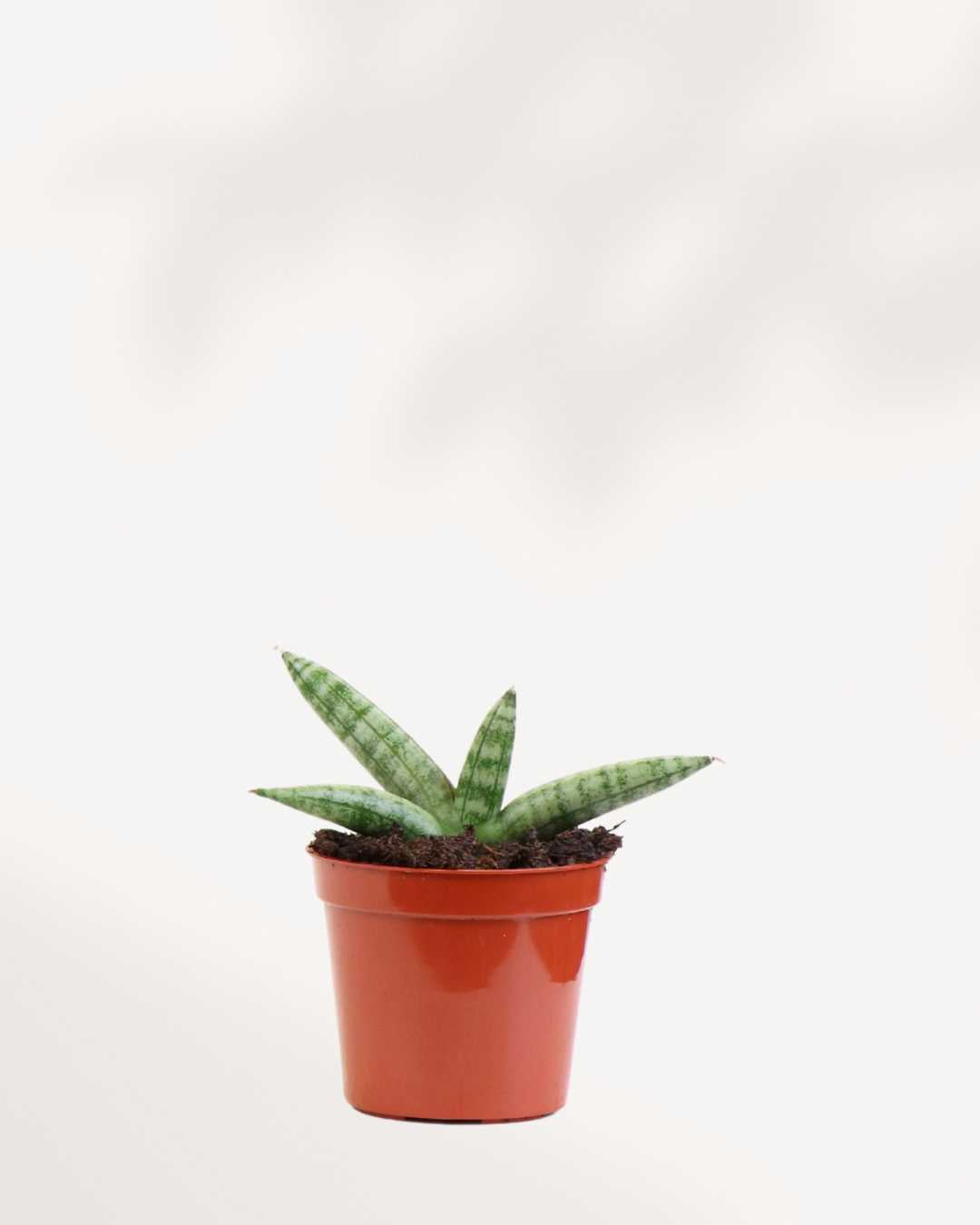 sansevieria starfish boncel Sansevieria Boncel Starfish – Unique & Hardy Succulent | Buy Online | Mygreenscape