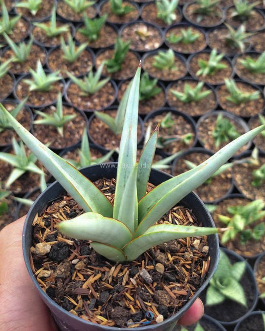 Sansevieria Chanin, front view of compact patterned rosette