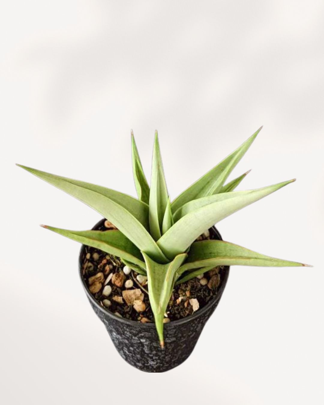 Top-down view of Sansevieria Chanin's rosette growth
