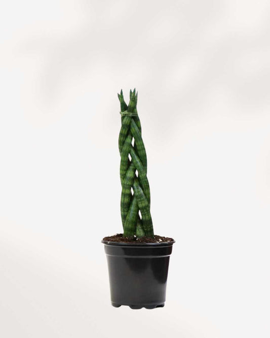 Sansevieria Cylindrica Braid 2.5" Pot - XSmall